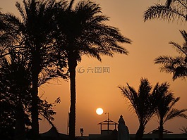 日落,棕櫚樹,浪漫