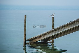 網(wǎng)站,鴿子,鷗