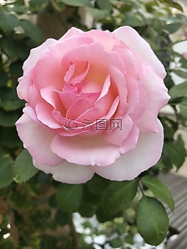 粉色,花,粉紅色的花朵