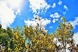 樹,天空,藍色