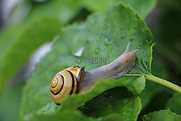 蝸牛,殼,葉子