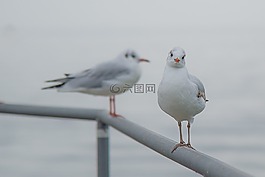 鷗,鳥類,動(dòng)物