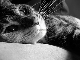 猫,猫的,短毛猫
