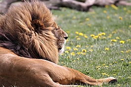 獅子,大貓,野生動物