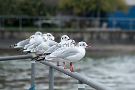 鷗,海鷗的鳥,水禽