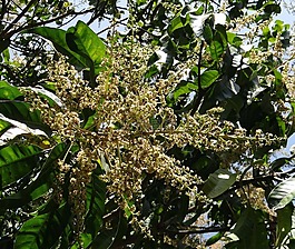 鮮花,芒果花,芒果綻放