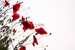 盛開(kāi),開(kāi)花,植物區(qū)系