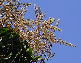 鮮花,芒果花,芒果綻放