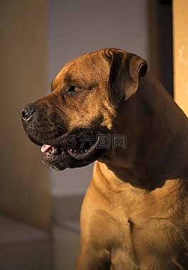 非洲购买boerboel,斗牛獒,非洲