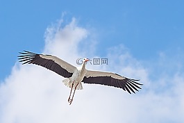 鸛,鳥,動物