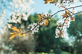 開花,春,自然