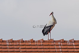 鸛,鳥,動物