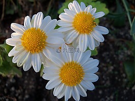 鮮花,性質(zhì),花瓣