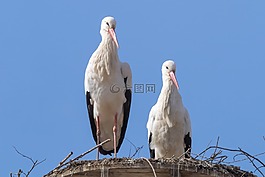 鸛,鳥,動(dòng)物
