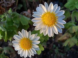 鮮花,性質(zhì),花瓣