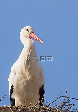 鸛,鳥,動(dòng)物