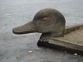 鴨,鳥,池塘