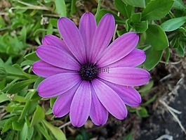 鮮花,性質(zhì),花瓣