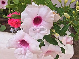 花,粉紅色,紫色