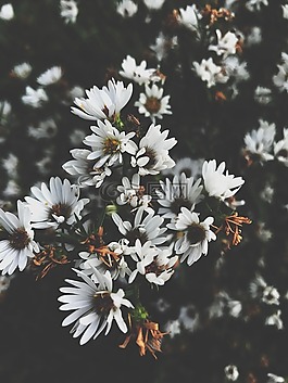 花,自然,雛菊