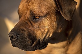 非洲购买boerboel,斗牛獒,非洲