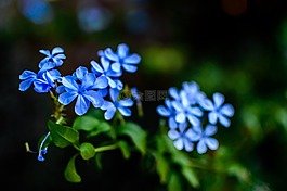 鮮花,藍(lán)色,自然