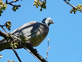 鴿子,鳥,天空