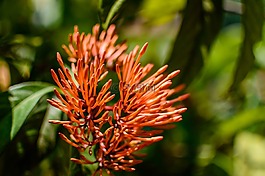 花,橙色,花的