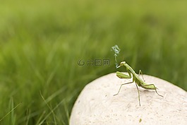 螳螂,昆蟲,綠色