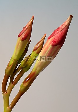 diphladenia,开花,宏