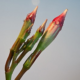 diphladenia,开花,宏