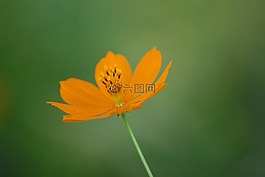 黃色花,性質(zhì),春