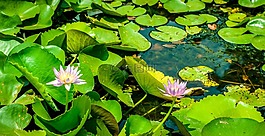 蓮花,湖,池