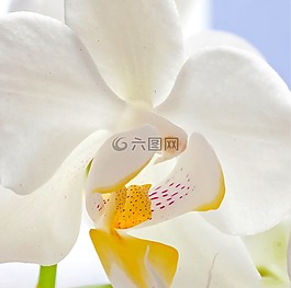 蘭花,宏,蝴蝶蘭
