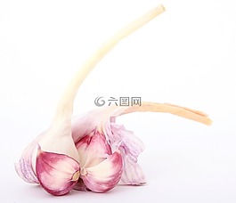燈泡,特寫(xiě),丁香
