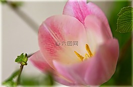 郁金香,宏,粉紅色
