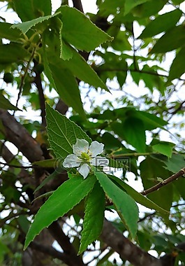 綠色,白,花