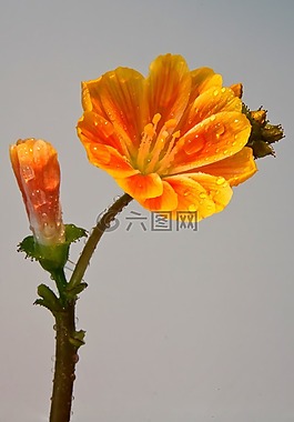 nemesia,开花,一滴水
