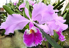 蘭花,花,性質(zhì)