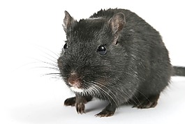 動物,有吸引力,美麗