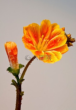nemesia,开花,一滴水