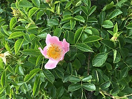 玫瑰花,安納托利亞的植物,土耳其