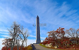 公園,樹,自然