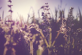 盛開,開花,植物區(qū)系