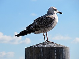 海鷗,鳥,動(dòng)物