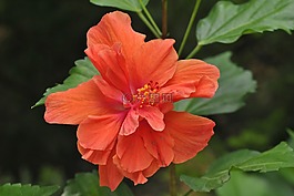 郁金香橙色,花,橙色