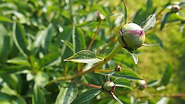 牡丹,芽,宏