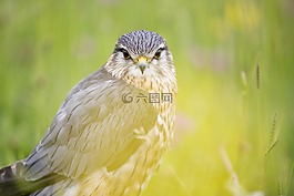 動物,動物攝影,鳥