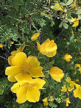 黃色花,安納托利亞的植物,土耳其