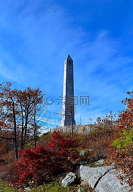 公園,樹,自然